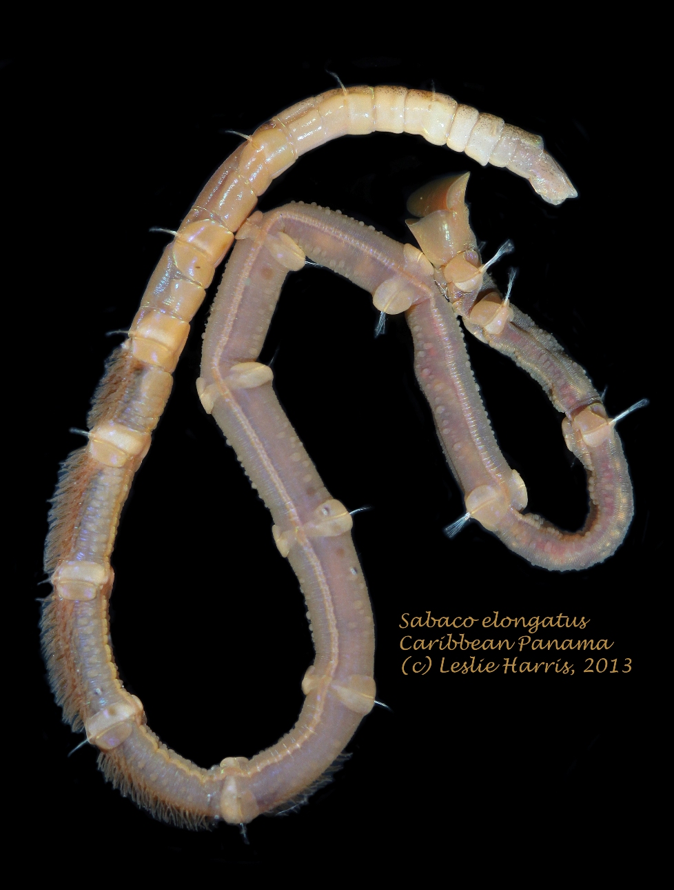 Image of Sabaco elongatus